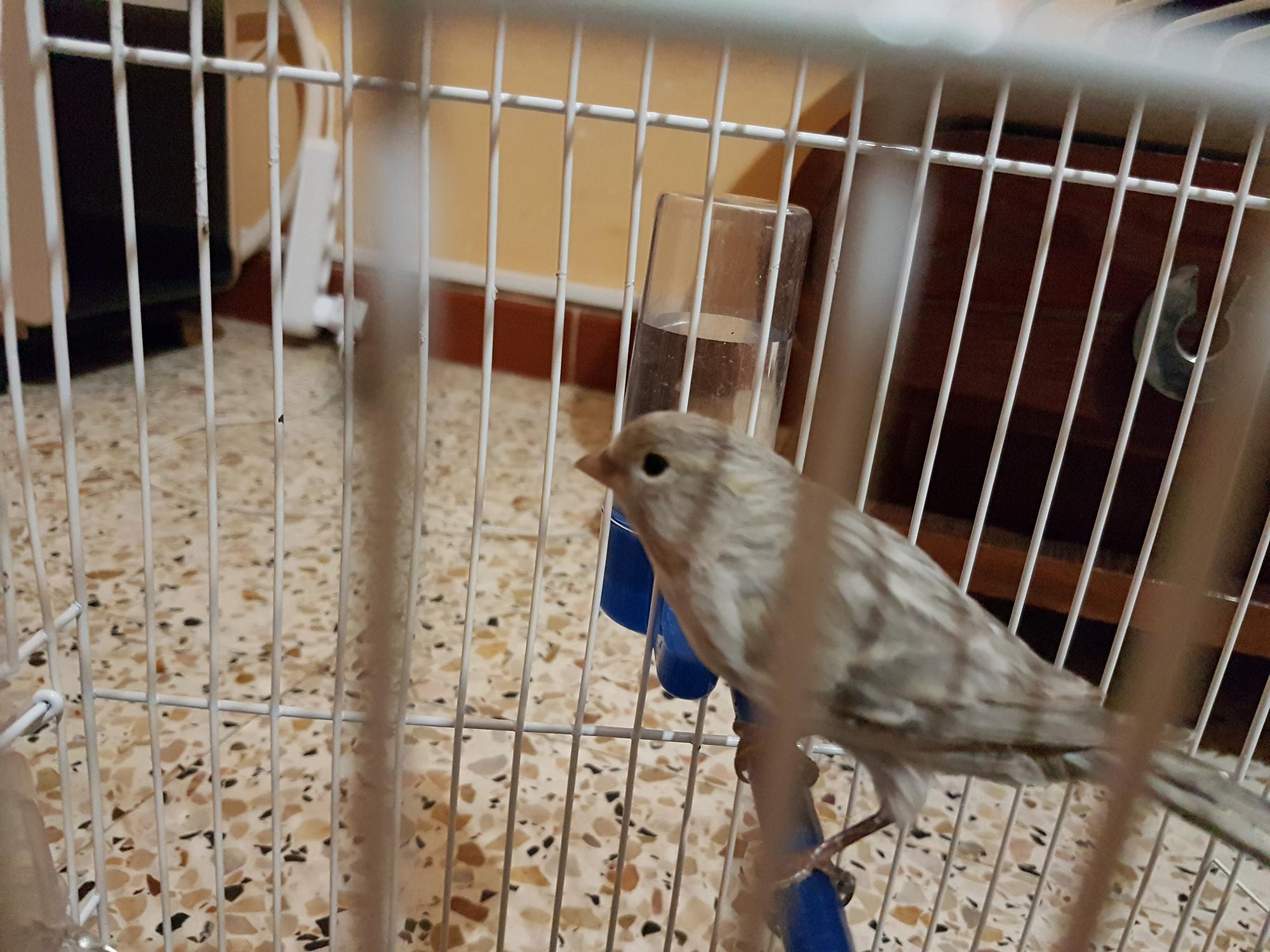 صورة